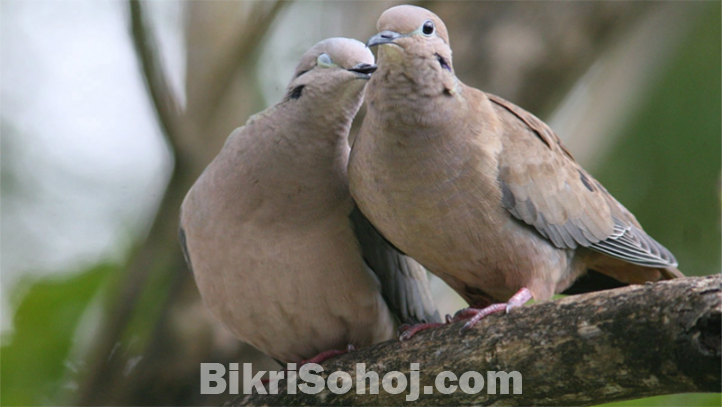 Australian Dove